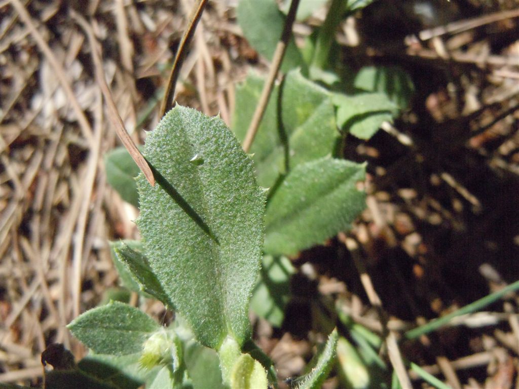 Centaurea sphaerocephala